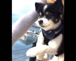 Mom Takes Her Dog For A Ride On Her Bicycle. Dog Does The Cutest Thing To Help Out