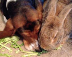 Sneaky Dog Has Some Serious Sharing Issues When It Comes To Kale
