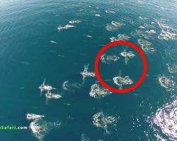 A Drone Captured This Rare And Unusual Event Happening In The Ocean. Can You Spot It?