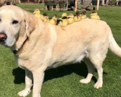 Gentle Labrador Decides To Be A Dad To Some Orphaned Ducklings