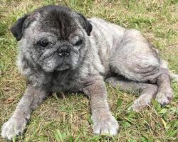 12-Year-Old Girl Saves Elderly Pug Thrown From Moving Car In Garbage Bag