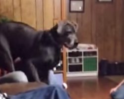 Great Dane Intimidated By Tiny Visitor