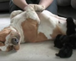 Basset Hound Cares For 7 Furry Kittens