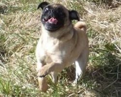 Happy-Go-Lucky Pug Doesn’t Let Brain Disorder Stop Her From Enjoying Life To The Fullest