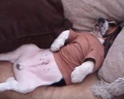 Snore Serenade of the Sleeping Basset