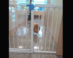 Tiny Dog Escapes Safety Gate In Hilarious Way