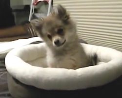 Adorable Pomeranian Puppy Thinks She Is A Wolf