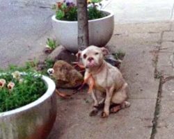 Postman Spotted Abused Dog Tied To A Tree – Teaches cruel owner a valuable lesson!
