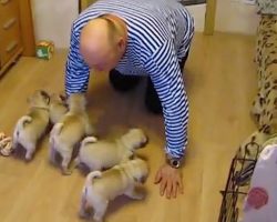 Man Was Having A Bad Day Until He Came Home To These Pug Puppies