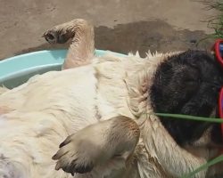 Snoring Pug Chillaxing In A Bucket Is The Cutest
