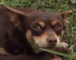 Devoted Chihuahua Refuses To Leave His Fallen Friend’s Side