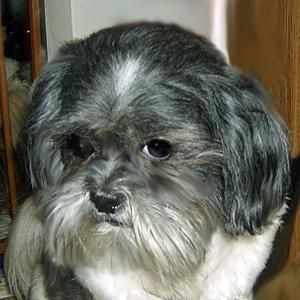 shih tzu 19