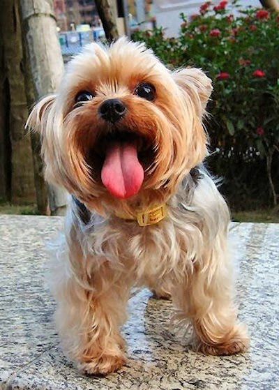 yorkie 1a