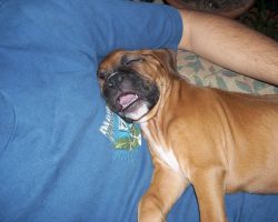 10 Best Boxer Dog Names