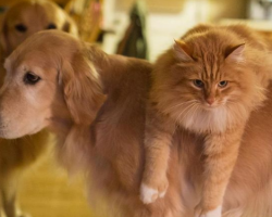 12 Funny Reasons Why Golden Retrievers Are The Best Dogs Ever