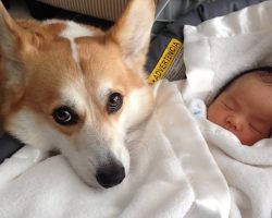 19 Things All Corgi Owners Must Never Forget