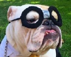10 Costumes That Prove English Bulldogs Always Win At Halloween
