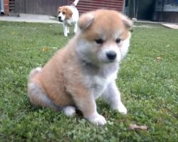 Cute Akita Inu Puppies Play With Beagle