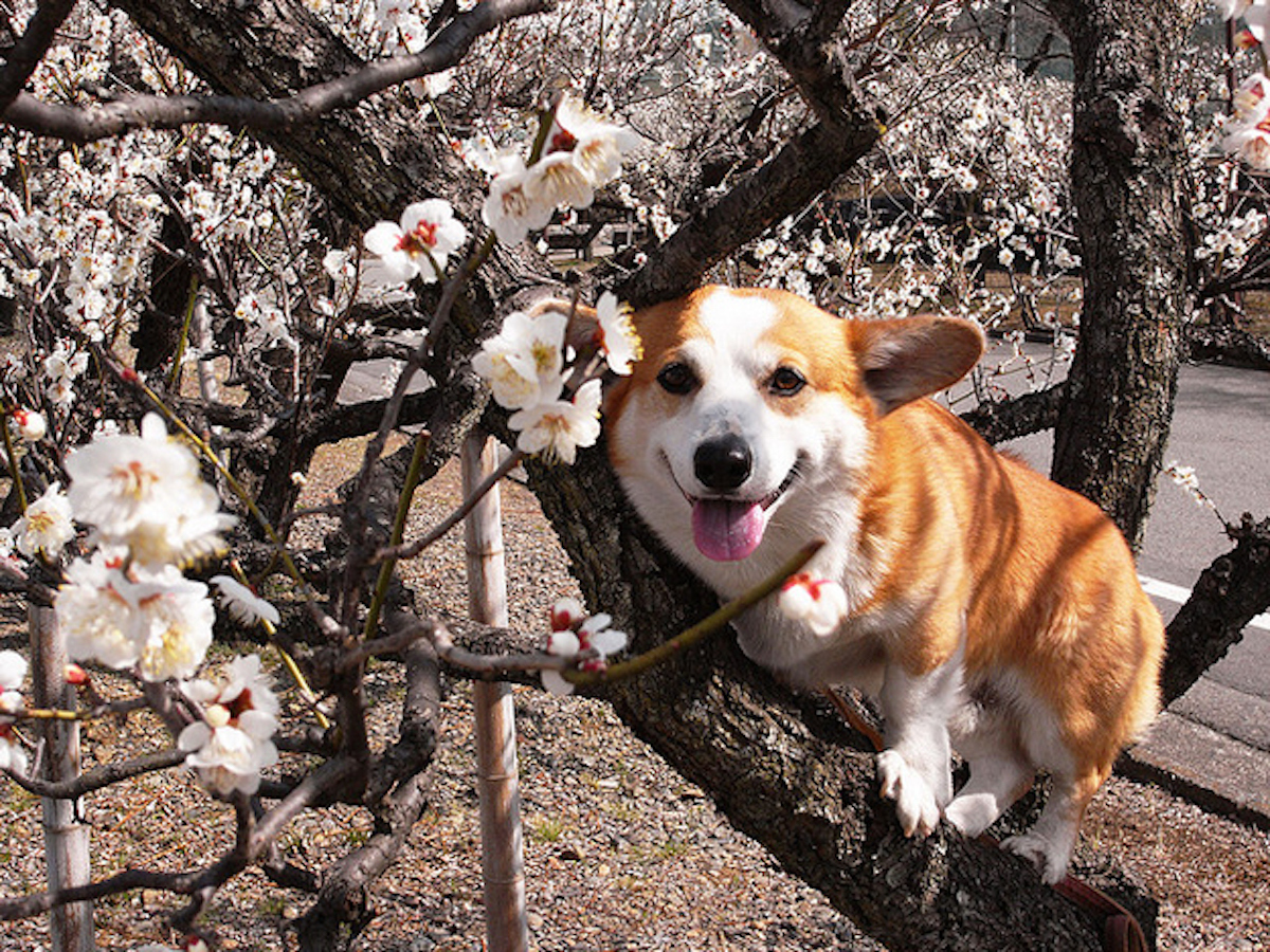 Собаки весной картинки. Корги Сакура. Собака весной.