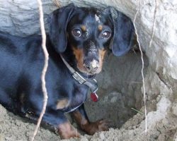 10 Things You Didn’t Know About Dachshunds