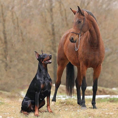 doberman pinscher 10a