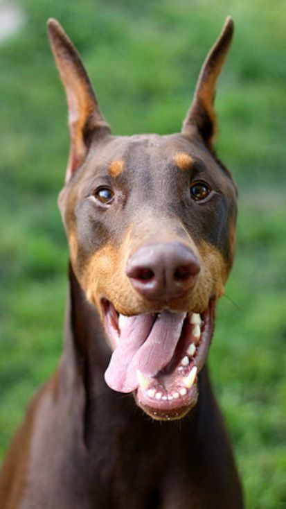 doberman pinscher 1a