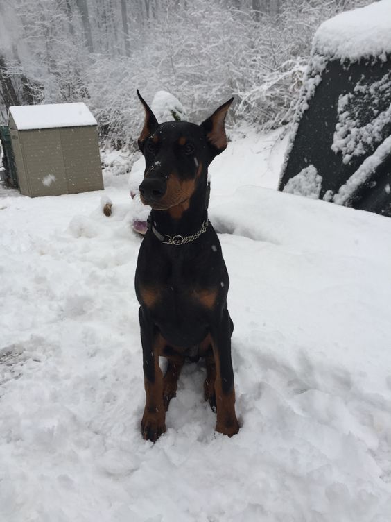 doberman pinscher 5a