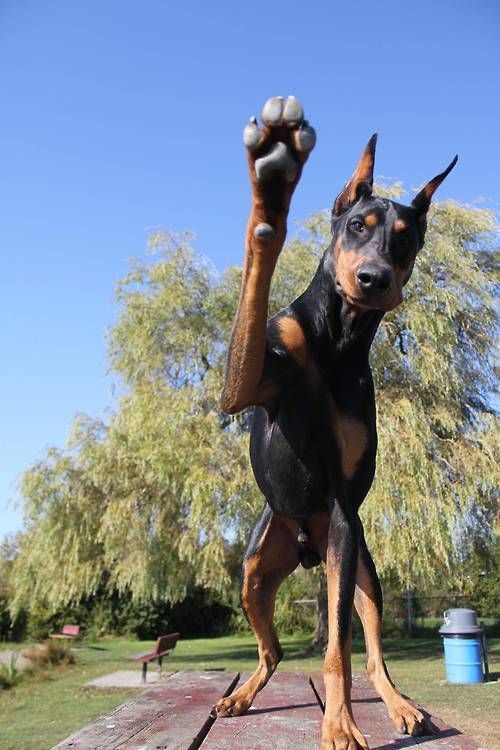 doberman pinscher 9a