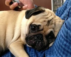 12 Realities That New Pug Owners Must Accept