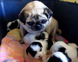 Pug thinks she is a mom again