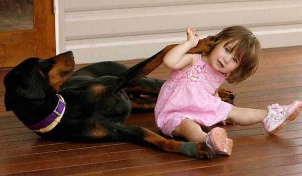 Doberman Saves A 17-Month-Old Toddler From A Deadly Snake