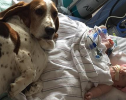 Basset Hounds Wouldn’t Leave Dying Infant’s Side