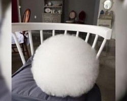 It Looks Like A Giant, Fluffy Cotton Ball – But Watch When She Starts To Move…