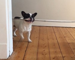 [Video] French Bulldog Puppy Tries To Fit a Stick Through Doorway. It’s Priceless!
