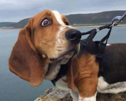 12 Hilarious Basset Hound Memes Will Make Your Day