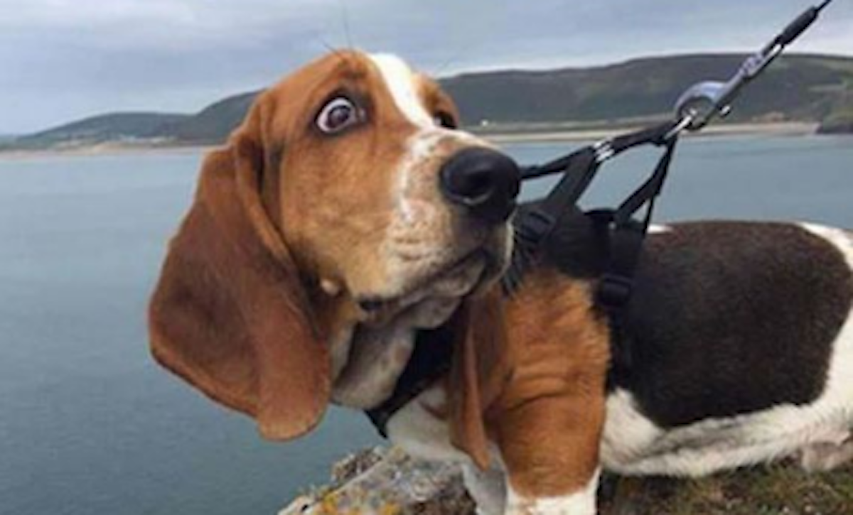12 Hilarious Basset Hound Memes Will Make Your Day