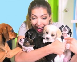 Boyfriend Surprises Girlfriend With A Dozen Puppies. Her Reaction? PRICELESS!