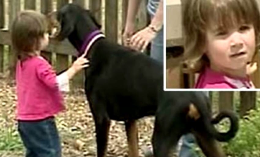 Doberman Saves A 17-Month-Old Toddler From A Deadly Snake 3