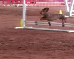 Super Fast Dachshund Competes In Agility Competition. Go, Long-Dog, GO!