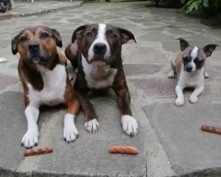 HA! These Dogs Were Patiently Waiting For Their Sausages, And THIS Happens…
