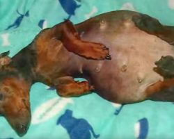 Pregnant, Paralyzed Dog Gets The Ultimate Happy Ending
