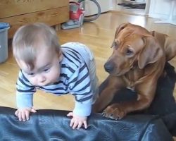 Little Boy Tries Climbing Into The Dog Bed. What The Dog Does Is TOO Precious!