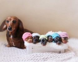 Proud Dachshund Mommy Poses For Maternity Photoshoot With Her 6 Puppies