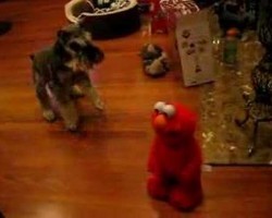 Schnauzer Meets Tickle Me Elmo. Her Reaction? Priceless.