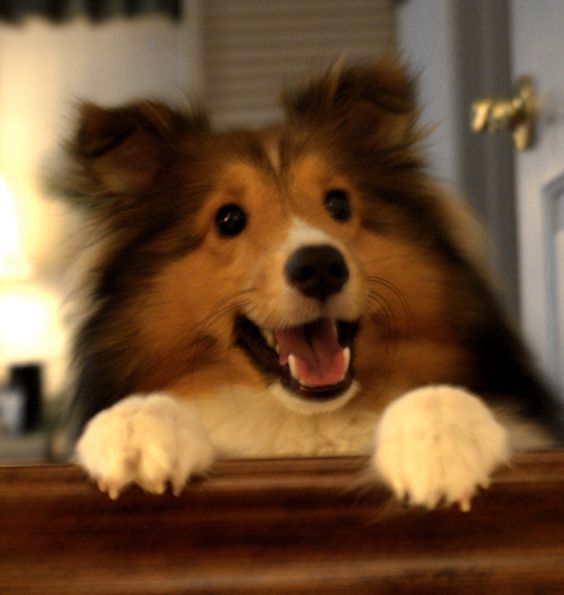 shetland sheepdog 1