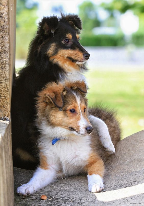 shetland sheepdog 10