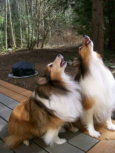 shetland sheepdog 11