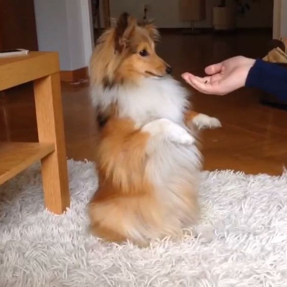 shetland sheepdog 15