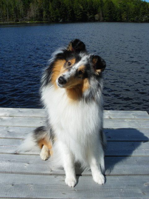 shetland sheepdog 2