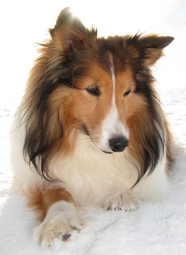 shetland sheepdog 20